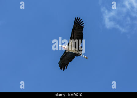 Eine Marabu Segelfliegen in den Himmel Stockfoto