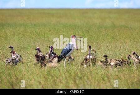 Eine Marabu und Geier auf einen Löwen töten Site Stockfoto