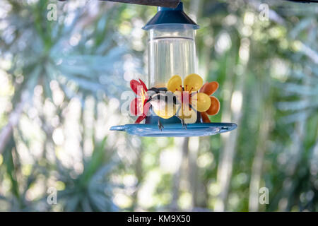 Bananaquit Vogel (coereba flaveola) Alkoholkonsum von einer Blume Trinker - ilhabela, Sao Paulo, Brasilien Stockfoto