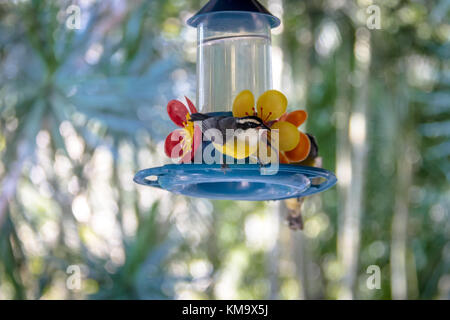 Bananaquit Vogel (coereba flaveola) Alkoholkonsum von einer Blume Trinker - ilhabela, Sao Paulo, Brasilien Stockfoto