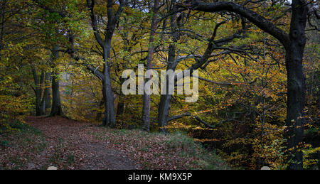 Waldweg im Herbst Wald in der Nähe von shotley Brücke County Durham Stockfoto