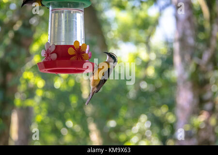 Bananaquit Vogel (coereba flaveola) Alkoholkonsum von einer Blume Trinker - ilhabela, Sao Paulo, Brasilien Stockfoto