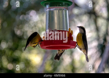 Bananaquit Vogel (coereba flaveola) Alkoholkonsum von einer Blume Trinker - ilhabela, Sao Paulo, Brasilien Stockfoto