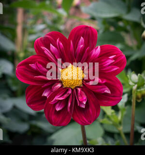 Dahlien wachsen in einem Garten Stockfoto