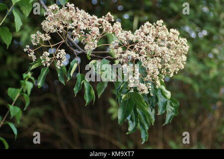 Tetradium daniellii Stockfoto