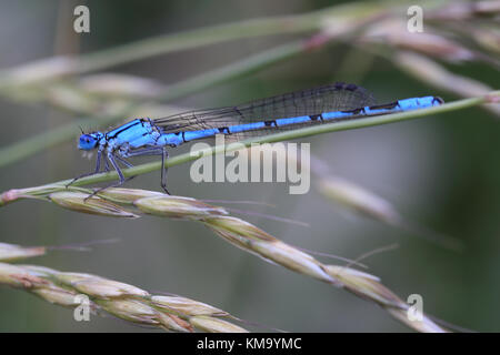 Gemeinsame blau damselfly (enallagma cyathigerum), männlich ruht auf Gras, Cornwall, England, Großbritannien. Stockfoto