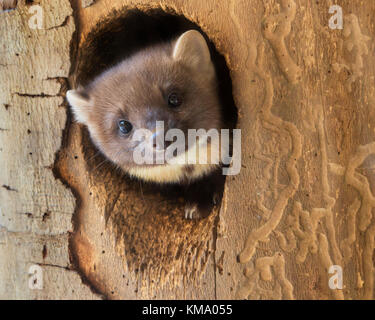 Europäische Baummarder (Martes martes), die sich aus der Specht nest das Loch im Baum im Winter Stockfoto