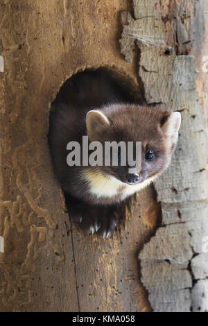 Europäische Baummarder (Martes martes), die sich aus der Specht nest das Loch im Baum im Winter Stockfoto