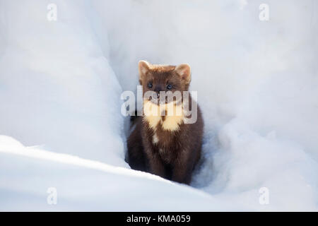 Europäische Baummarder (Martes martes) Jagd in den Schnee im Winter Stockfoto