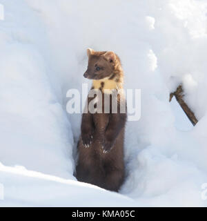 Nahaufnahme Portrait von europäischen Baummarder (Martes martes), die sich aus Spalt und aufrecht in den Schnee im Winter Stockfoto