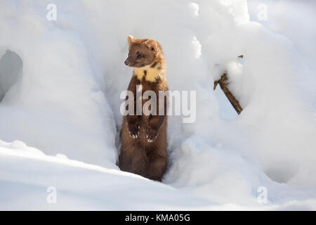 Europäische Baummarder (Martes martes), die sich aus Spalt und aufrecht in den Schnee im Winter Stockfoto