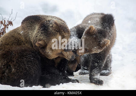 Frauen spielen mit einem Einjahres brown Bear Cub (Ursus arctos arctos) im Schnee im Winter Stockfoto