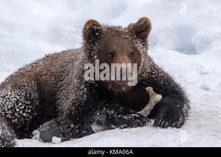 Ein Jahr alten braunen Bärchen (Ursus arctos arctos) spielen mit achsschenkel Knochen im Schnee im Winter Stockfoto