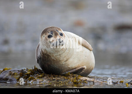 Gemeinsame Dichtung/Seehunde (Phoca vitulina) ruht auf felsigen Küste, Svalbard/Spitzbergen, Norwegen Stockfoto