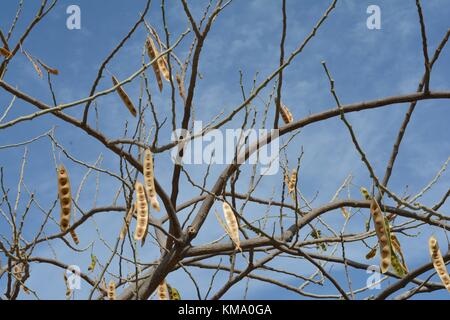 Getrockneten persischen Silk Tree Albizia Julibrissin mit Samenkapseln Stockfoto