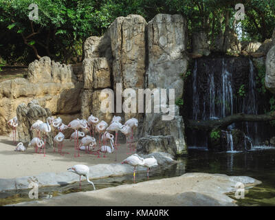 Gruppe der großen Flamingos (Phoenicopterus roseus) im Naturpark Bioparc Valencia, Spanien. Stockfoto