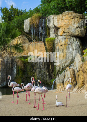 Gruppe der großen Flamingos (Phoenicopterus roseus) im Naturpark Bioparc Valencia, Spanien. Stockfoto