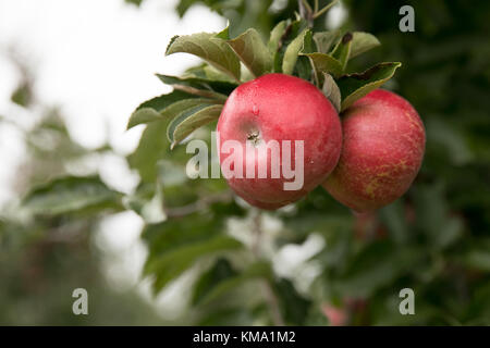 Ein Obstgarten mit viel Zahl von großen, roten, saftigen Apfel im Sonnenlicht. Stockfoto