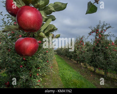 Ein Obstgarten mit viel Zahl von großen, roten, saftigen Apfel im Sonnenlicht. Stockfoto