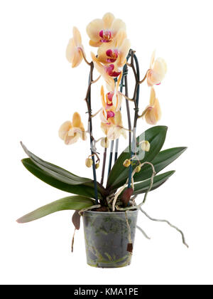 Orchidee in einem Kunststofftopf isoliert auf weiß Stockfoto