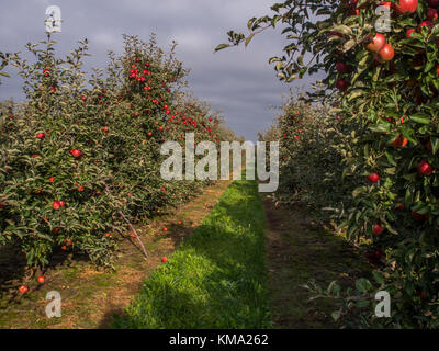 Ein Obstgarten mit viel Zahl von großen, roten, saftigen Apfel im Sonnenlicht. Stockfoto