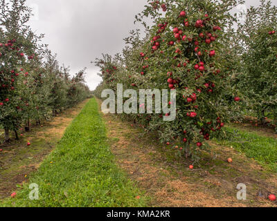 Ein Obstgarten mit viel Zahl von großen, roten, saftigen Apfel im Sonnenlicht. Stockfoto