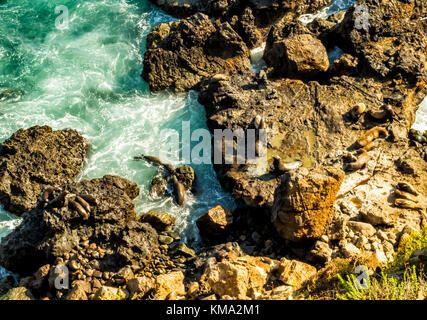 Dichtungen an Malibu, Smaragd und blaues Wasser in einer ruhigen Paradise Beach von Klippen umgeben. dume Cove, Malibu, California, CA, USA Stockfoto