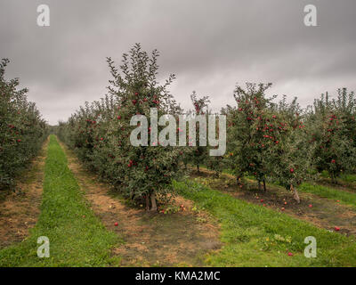 Ein Obstgarten mit viel Zahl von großen, roten, saftigen Apfel im Sonnenlicht. Stockfoto