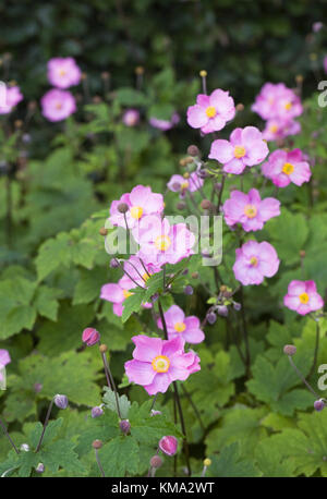 Anemone hupehensis 'bowles Pink'. japanische Anemonen wachsen in einem staudenbeet. Stockfoto