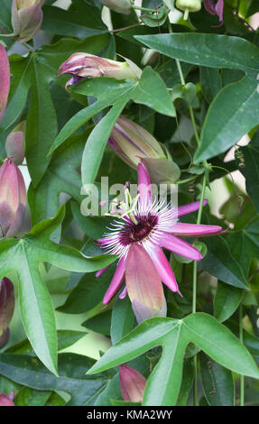 Passiflora x violacea Blume wächst in einer geschützten Umgebung. Stockfoto