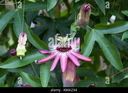 Passiflora x violacea Blume wächst in einer geschützten Umgebung. Stockfoto