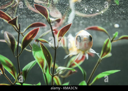 Ein Goldfisch in einem Fischglas. Stockfoto