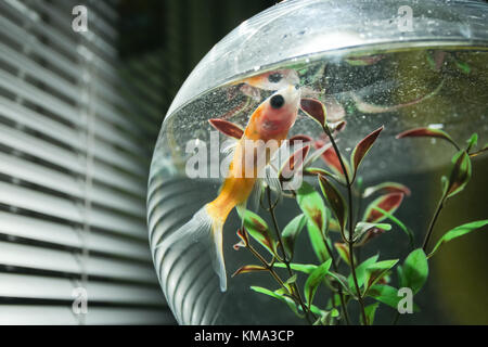 Ein Goldfisch in einem Fischglas neben dem Fenster. Stockfoto