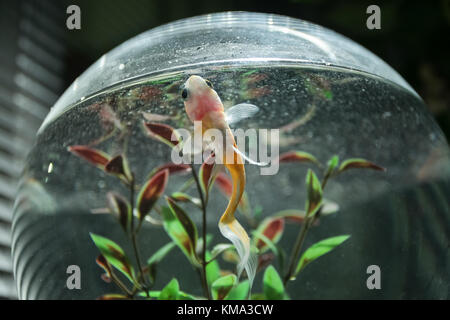 Ein Goldfisch in einem Fischglas. Stockfoto