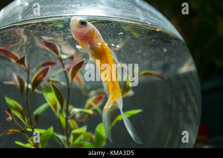 Ein Goldfisch in einem Fischglas. Stockfoto