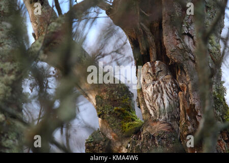 Portrait von Waldkauz, Strix aluco. Europa Stockfoto