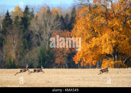 Das Reh (Capreolus capreolus) im Herbst, Europa Stockfoto