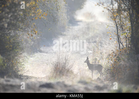 Rehe Buck (Hyla arborea) mit Reif bedeckt Natur, Europa Stockfoto