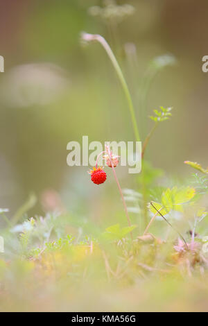 Wilde Erdbeere, Wald-Erdbeere, alpine Erdbeere (FRAGARIA VESCA) in Hiiumaa Island, Estland, Europa Stockfoto