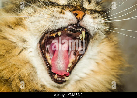 Flauschige die Katze ist Gähnen Maul der Katze Nahaufnahme Stockfoto
