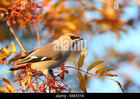 (Waxwing Bombycilla garrulus) thront auf Eberesche (Sorbus sp.) mit Beeren. Estland, Europa. Stockfoto