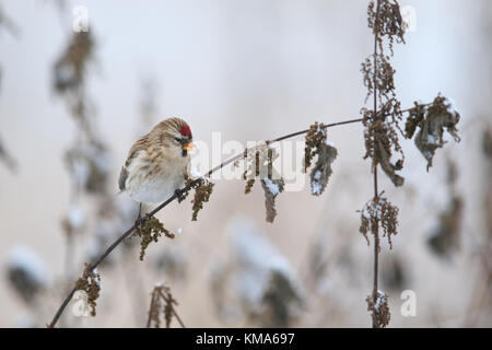 Common Redpoll (Carduelis flammea) Fütterung mit Brennnessel im Winter Stockfoto