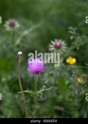 Violett rhaponticum, mehrjährige krautige Pflanze im Garten. Stockfoto