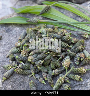 Spitzwegerich-Knospen, Spitzwegerich-Knospe, Spitzwegerichknospen, Blütenknospen, Blütenknospe, Knospen vom Spitzwegerich, Knospenerte, Ernte, Kräute Stockfoto