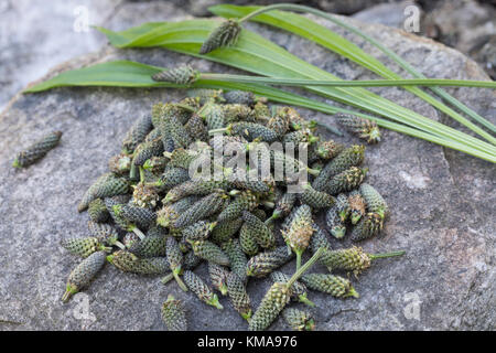 Spitzwegerich-Knospen, Spitzwegerich-Knospe, Spitzwegerichknospen, Blütenknospen, Blütenknospe, Knospen vom Spitzwegerich, Knospenerte, Ernte, Kräute Stockfoto