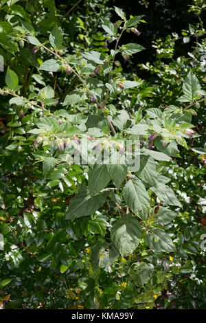 Tollkirsche, toll-Kirsche, Atropa bella-Donna, Atropa belladonna, Atropa bella Donna, Deadly Nightshade Stockfoto