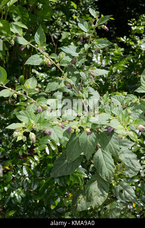 Tollkirsche, toll-Kirsche, Atropa bella-Donna, Atropa belladonna, Atropa bella Donna, Deadly Nightshade Stockfoto