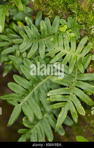 Gewöhnlicher Tüpfelfarn, Engelsüß, Engelsüss, Polypodium vulgare, gemeine Polypodie Stockfoto