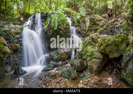 Kleiner Wasserfall in den dunklen Wald. Wasserfälle und Vegetation im Bwindi Impenetrable Forest in Uganda (Afrika) Stockfoto