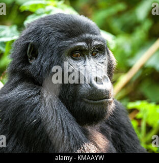 Nahaufnahme, Porträt einer Mountain Gorilla in einem kurzen Abstand im natürlichen Lebensraum. Der Berggorilla (Gorilla beringei beringei). Bwindi Impenetrable Stockfoto